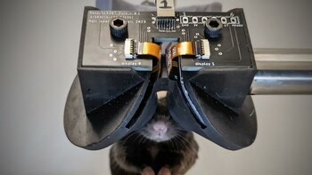 (Cornell University)