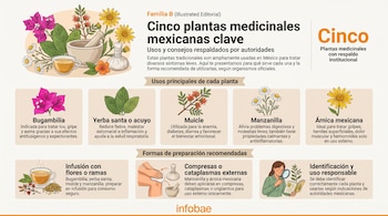 Ilustraciones de bugambilia, yerba santa, muicle, manzanilla y árnica mexicana; un mortero, una taza de infusión, compresas y una mujer observando una planta.