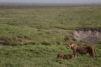 El organismo gestor del área protegida analiza los restos de los felinos y el entorno del hallazgo (AP Foto/Mosa'ab Elshamy, Archivo)