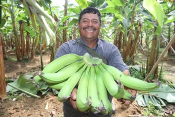 Entre los productos agrícolas autorizados para ingresar a nuevos mercados figuran el banano peruano en Argentina, el limón sutil y Tahití en Chile, y los cítricos nacionales en Venezuela.