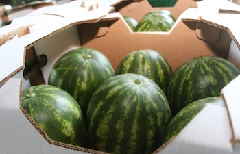 La exportación de frutas como las sandías gozan de un mercado asegurado. (Mici)