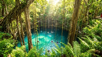 Cenote con agua azul turquesa, rodeado de árboles y vegetación frondosa. Varias personas nadan en el agua. Raíces aéreas cuelgan hacia el cenote.