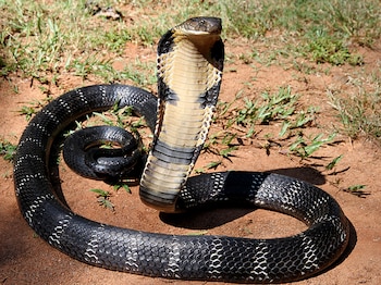 Esta serpiente habita en bosques