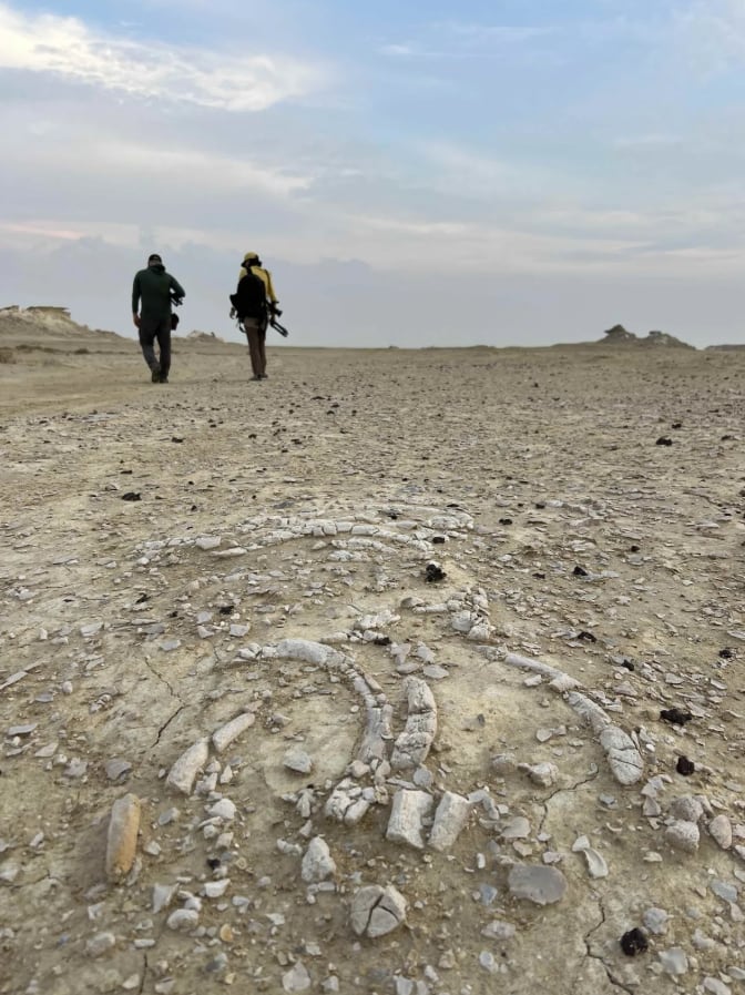 Más de 300 restos fósiles, distribuidos en numerosos puntos, revelan una inesperada riqueza paleontológica en el sitio catarí (Qatar Museums)