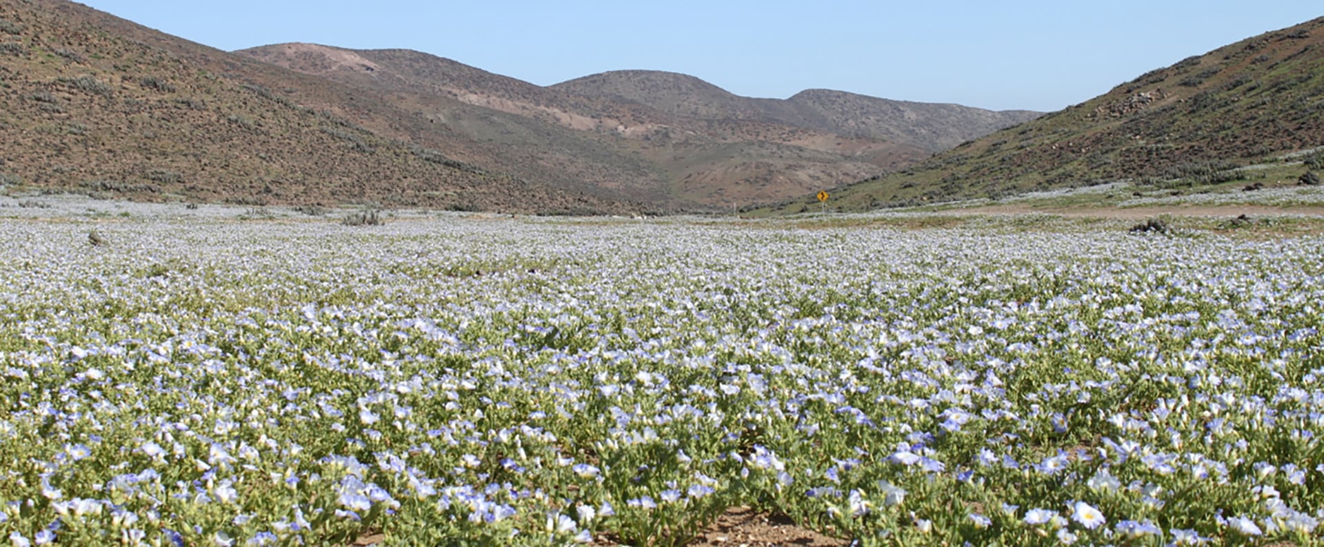 Está estrictamente prohibido pisar la vegetación, cortar flores y entrar a los campos floridos con mascotas.