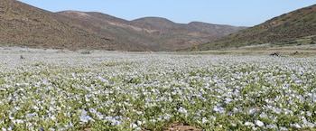 Un campo repleto de pequeñas flores moradas y blancas frente a colinas marrón en un paisaje llano bajo el cielo azul