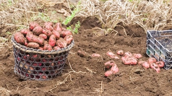Con rendimientos que pueden alcanzar