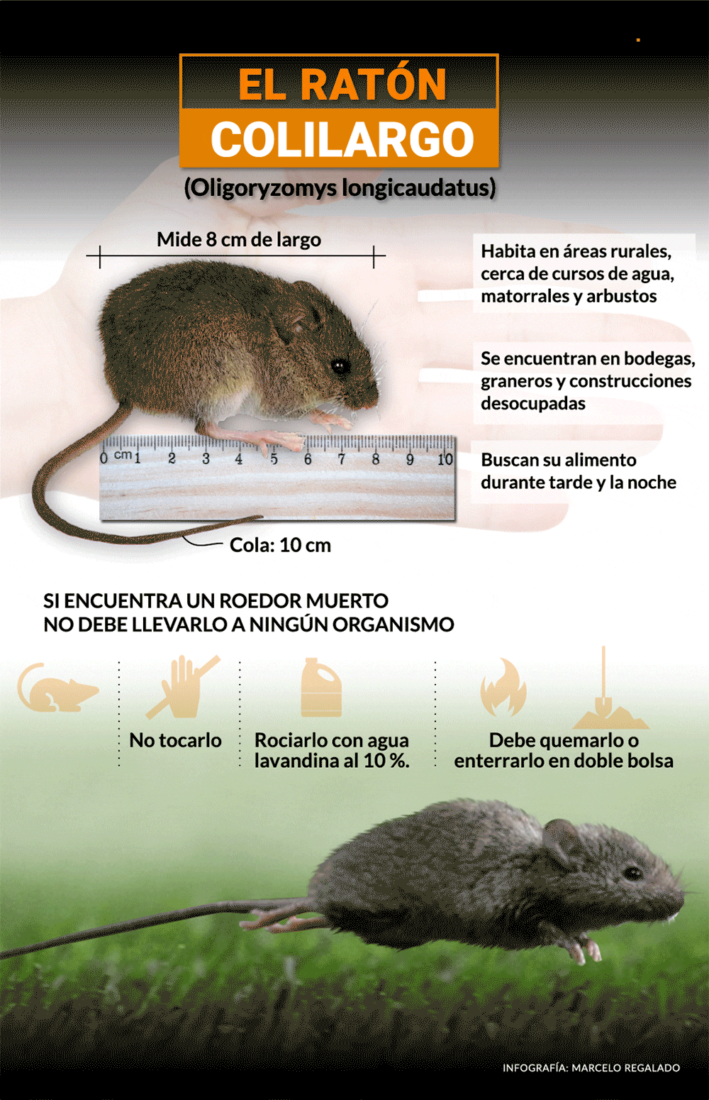 La transmisión entre personas fue documentada en brotes con la cepa Andes, predominante en el sur del país