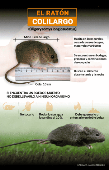 El Hantavirus es transmitido por