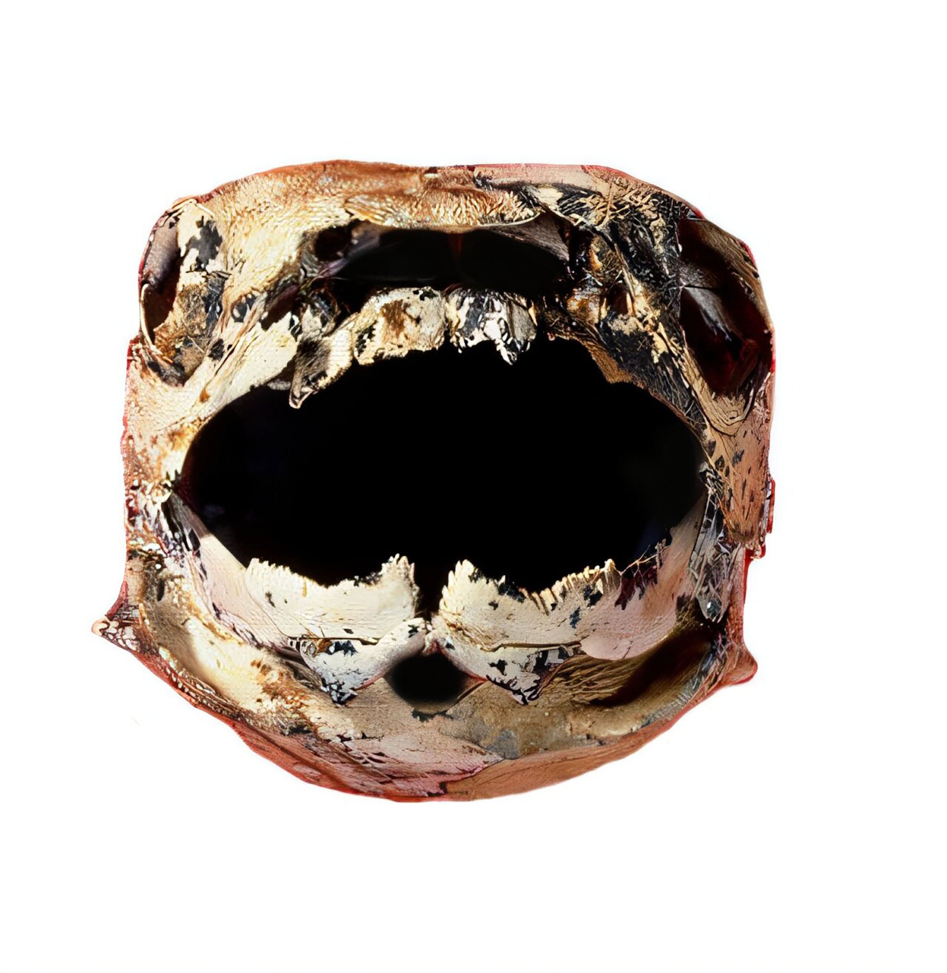 Los placodermos fueron los primeros vertebrados con mandíbulas y dientes, aunque sus piezas bucales estaban formadas por placas óseas pares sostenidas por cartílago (Universidad de Flinders)
