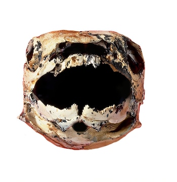 Vista frontal de una estructura ósea fosilizada con forma de cráneo y placas dentales afiladas sobre un fondo blanco