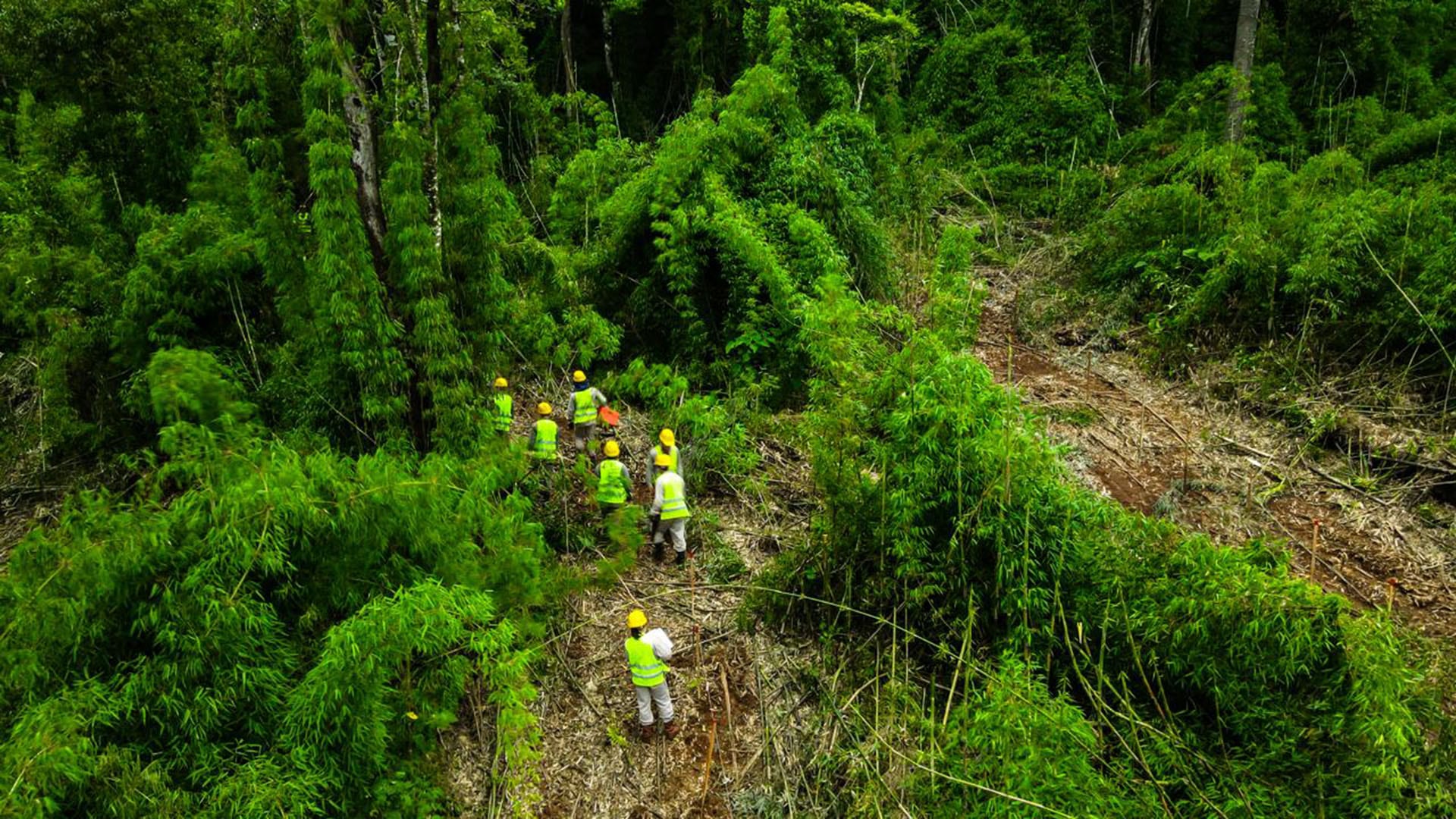 Un equipo de trabajadores de Nideport, equipados con chalecos y cascos de seguridad, recorre una zona boscosa para llevar a cabo labores de manejo y conservación ambiental