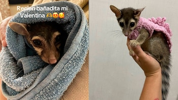 Valentina es una de los