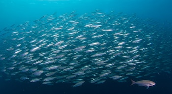 El equipo científico proyecta adaptar