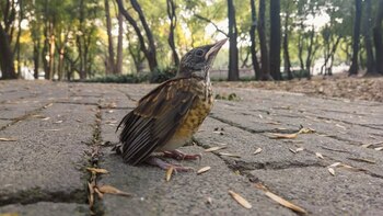 El Bosque de Chapultepec alertó