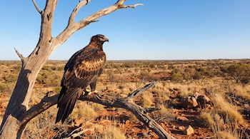 Un águila audaz de plumaje marrón sobre la rama de un tronco seco en un terreno árido con vegetación dispersa.