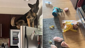 Un perro alemán acumula millones