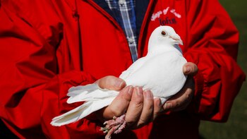 Las palomas “zombies”, de qué