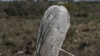 arañas en Vergara