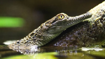 cocodrilo