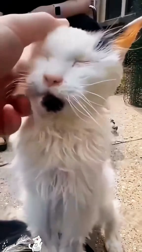 La partida de una gata de 29 años desató un debate sobre la eutanasia en redes sociales, con usuarios compartiendo experiencias personales y divididos entre respetar el curso natural y evitar el sufrimiento animal. (Tiktok: @paws_of_hope666)
