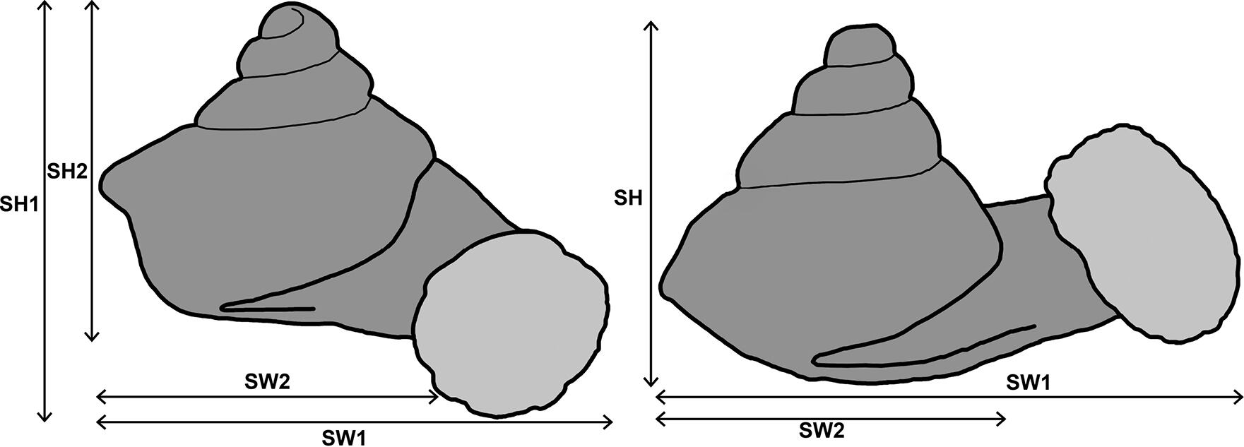 Aunque diminutos, presentan complejas características defensivas. Su ecosistema enfrenta presión humana mientras los investigadores lidian con grados taxonómicos. —(Zookeys)
