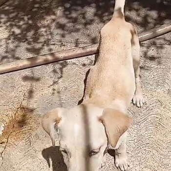 Durante varios días comió lo