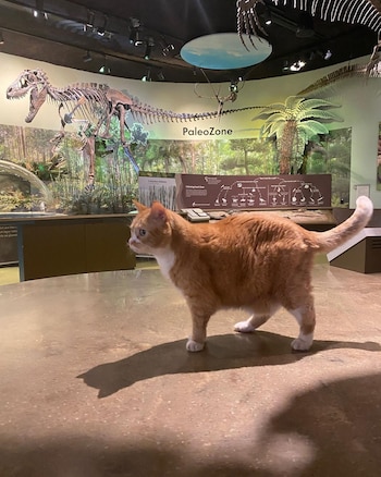 De la calle al estrellato laboral: tres historias de gatos que se volvieron jefes (Instagram dudethemuseumcat)