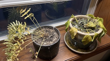 Dos macetas con plantas de interior sobre una mesa de madera junto a una ventana. Una planta tiene hojas secas y la otra hojas amarillas y tierra húmeda.