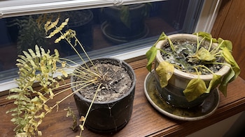¿Por qué tu planta no crece? Así puedes detectar la falta de sol o exceso de agua
