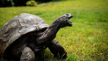 ¿Qué secretos sobre el envejecimiento guarda Jonathan, la tortuga gigante de 194 años?