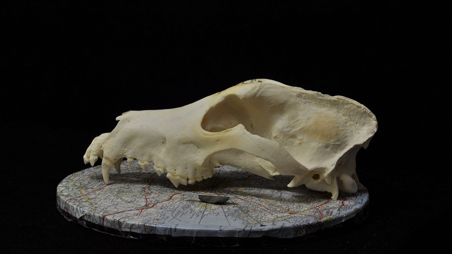 La investigación, publicada en Science, analizó 643 cráneos de cánidos de Europa, América y Asia para rastrear la evolución de los perros (Universidad de Exeter, Reino Unido )