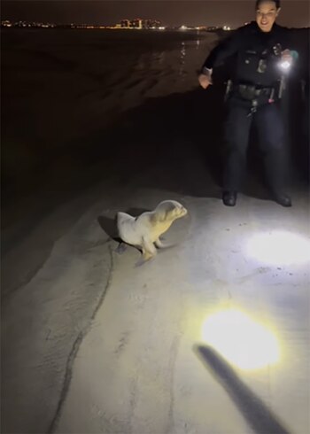 Ante la negativa de Gobbles