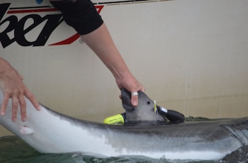 Unas manos sujetan la aleta dorsal de un tiburón con un dispositivo electrónico de rastreo junto al casco de una embarcación en el agua