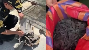 Operativo conjunto permitió incautar más de dos mil aletas de tiburón y evidenció una red ilegal con capacidad de procesamiento y distribución internacional. Captura de video