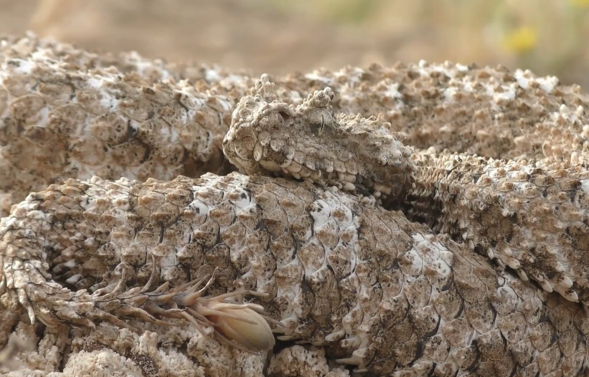 El estudio sobre Pseudocerastes urarachnoides mostró que la forma de araña en la cola no depende de huesos extraordinarios, sino de modificaciones externas (YouTube/@efectoalbedo8983)