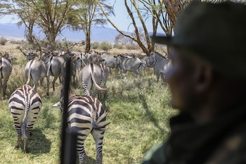 Corredores de vida silvestre pueden ayudar a los animales de Kenia