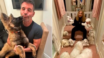 La clonación produce animales genéticamente