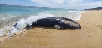 El cetáceo presentó siete cortes