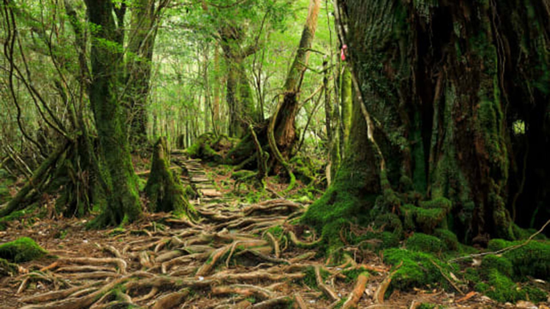 Los bosques japoneses impulsaron las tradicionales imágenes de Studio Ghibli (Japan National Tourism Organization)