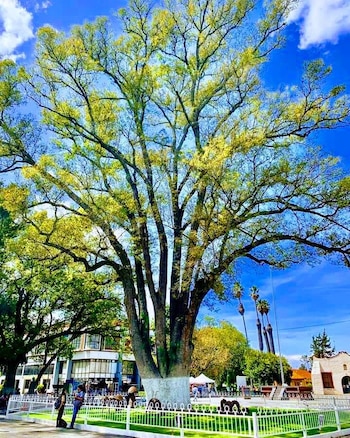 El árbol de los acuerdos