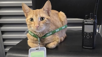 Mishi se convirtió en "el