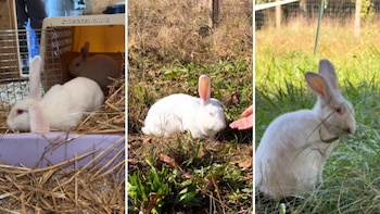 Los conejos pudieron dar sus