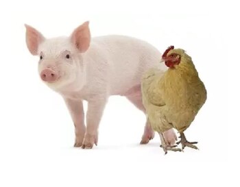 Autorizaron tres nuevas vacunas biotecnológicas