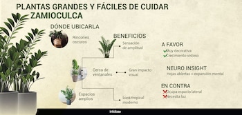 INFOGRAFIAS PLANTAS LIVING DECO