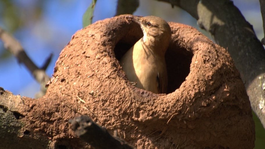 El trabajo abre nuevas preguntas sobre el comportamiento y la arquitectura del hornero (Darío Sanches - INaturalist)