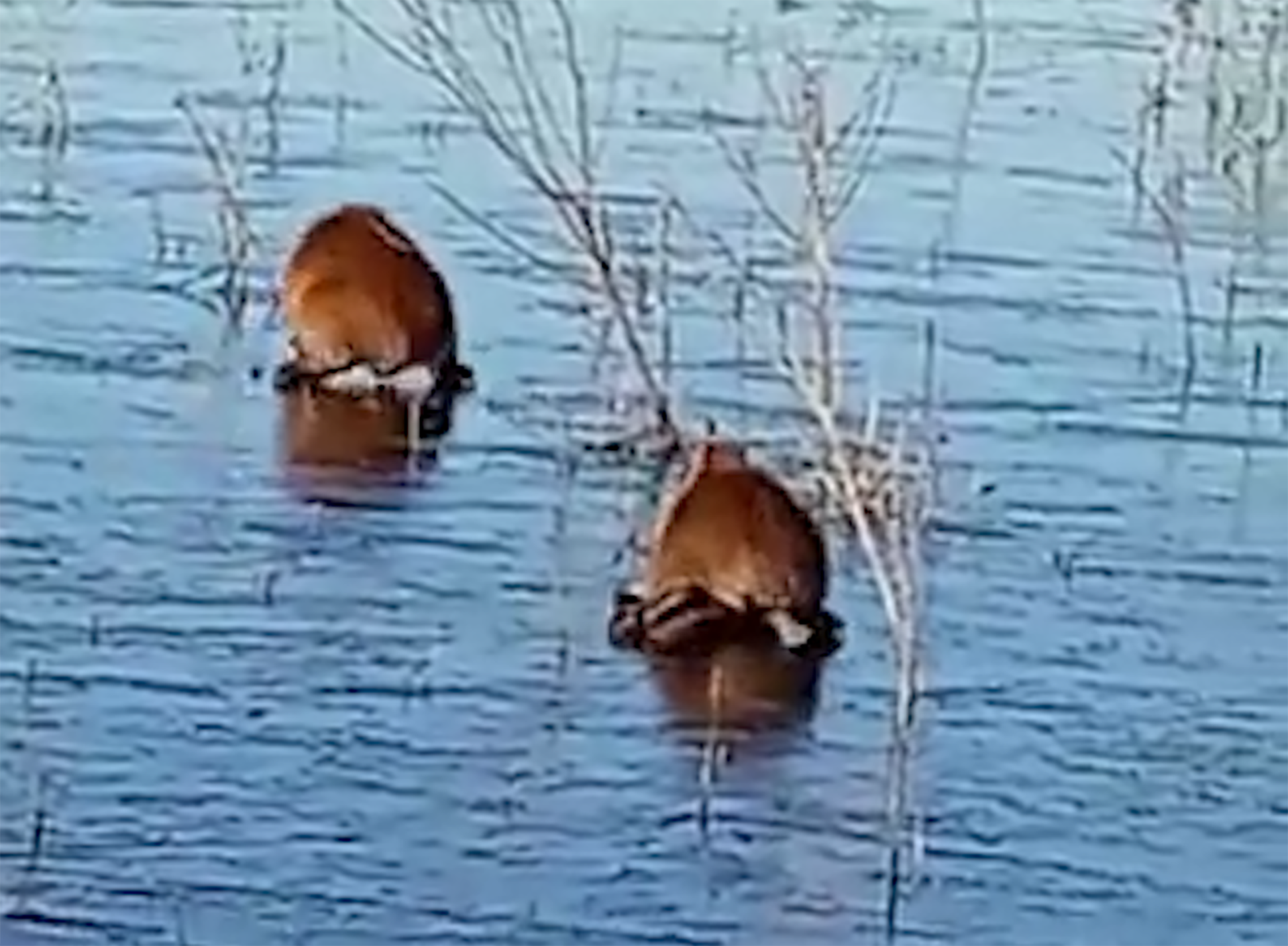 Por las bajas temperaturas, los animales quedaron varados en medio del hielo