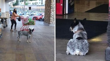 El can había salido de