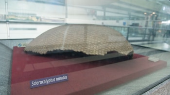 Los restos fósiles de un