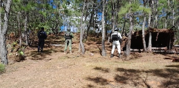 Desmantelan narcocampamentos en Michoacán y aseguran varios kilos de marihuana